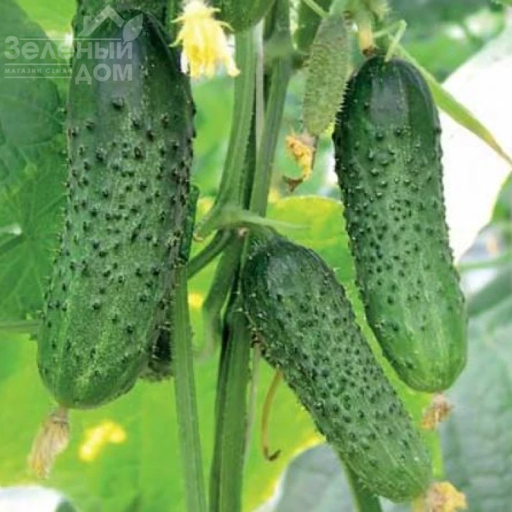 Барвина F1 / Barvina F1,40-45 дней фото 2