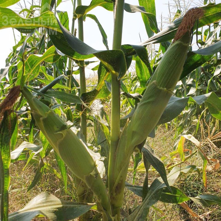 3517 F1 / 3517 F1,75 днів фото 2