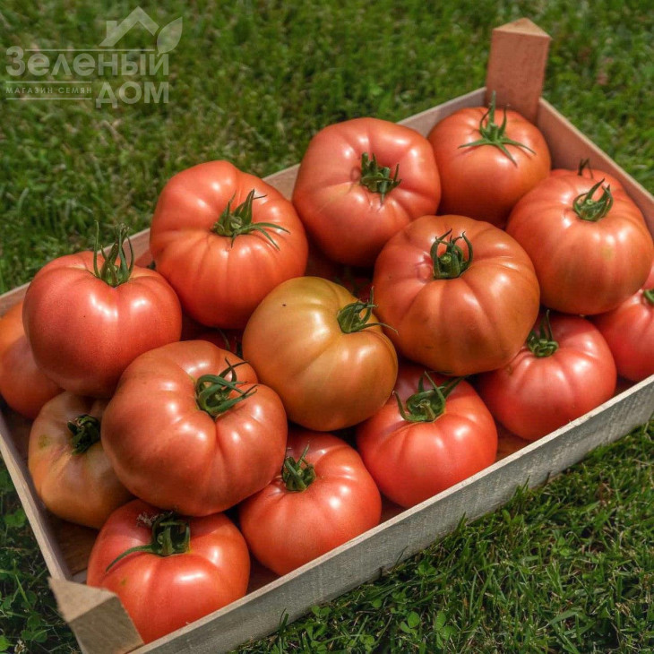 Гюсто F1 / Gusto F1 фото 1