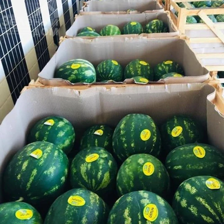 Устун F1 / Ustun F1,68-75 дней фото 1