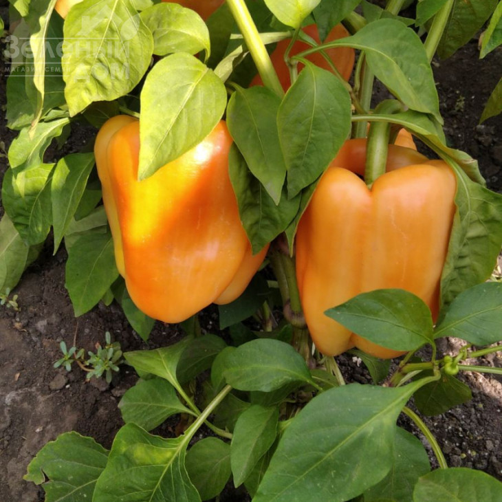 Айпон F1 / Ipon F1,60-65 днів фото 1