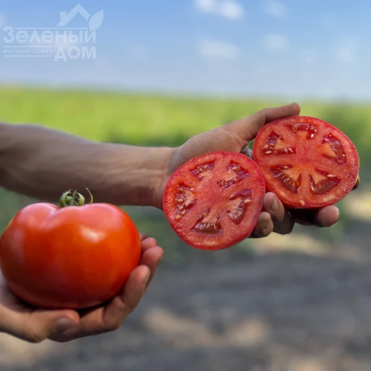 Томатина F1 / Tomatina F1, 62-67 дней фото 2