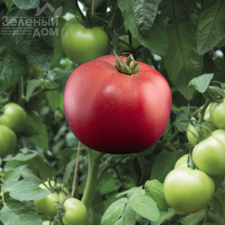 Сансет F1 / Sunset F1, 93-95 днів фото 1