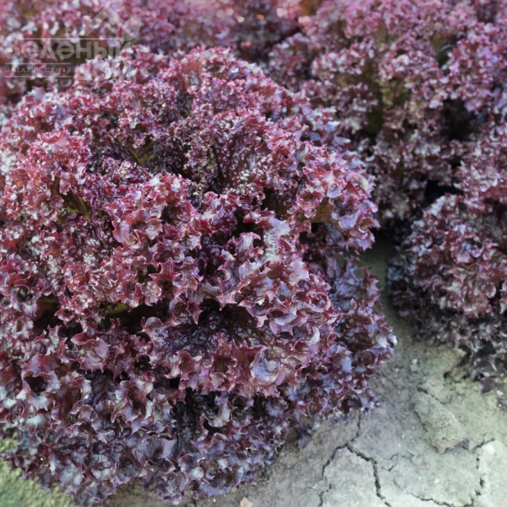 Солос / Solos,40-45 дней фото 1