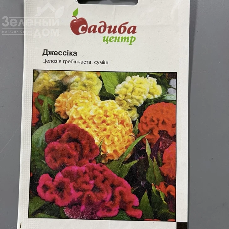 Целозія гребінчаста Джессіка (суміш) фото 1