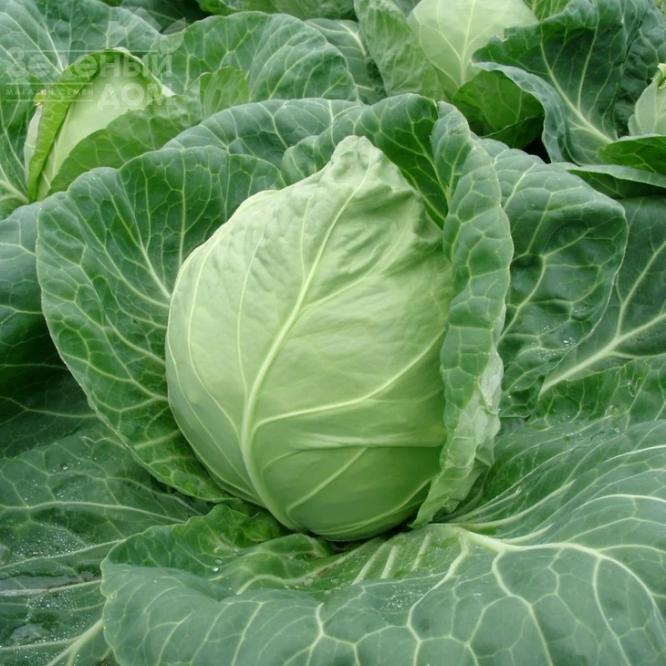 Рейма F1 / Rayma F1,50-55 дней фото 1