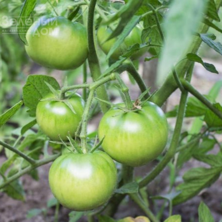 Торбей F1 / Torbay F1,70-75 днів фото 4