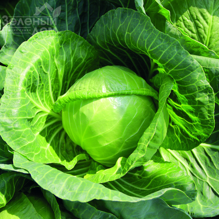 Беатрікс F1 / Beatriks F1 фото 2