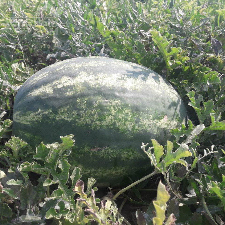 Міракл F1 / Miracle F1,58-60 днів фото 5