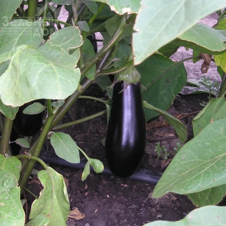 Фабина F1 / Fabina F1,70-75 дней фото 2