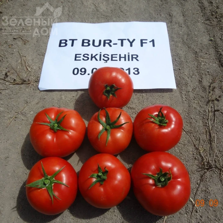 Бурті F1 / Burti F1, 70-75 днів фото 1