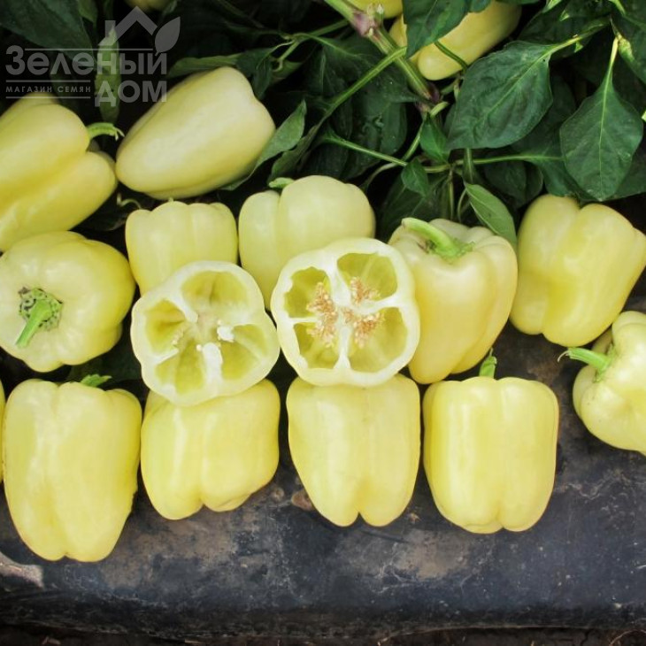 Бланчіна F1 / Blancina F1 фото 1