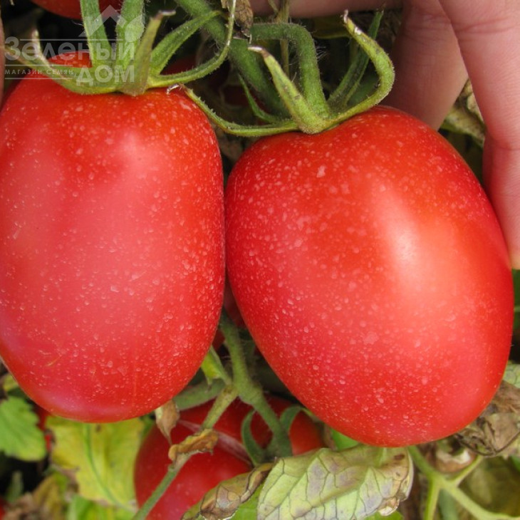 П'єтра Росса F1 / Petra Rossa F1,115 днів фото 5