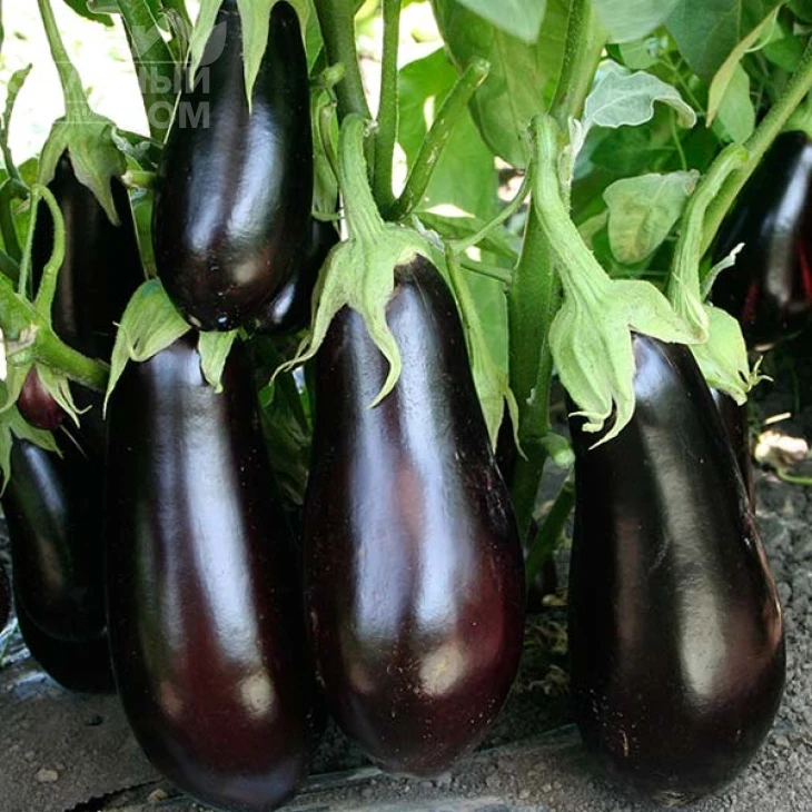 Навал F1 / Naval F1, 55-60 дней фото 1