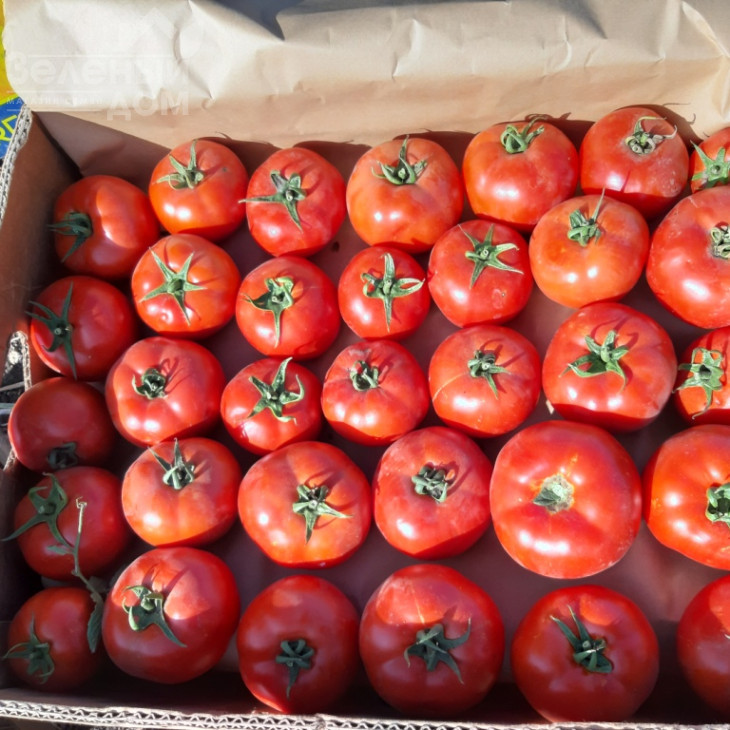 Світ Муссон F1 / Svit Musson F1, 60-68 днів фото 1