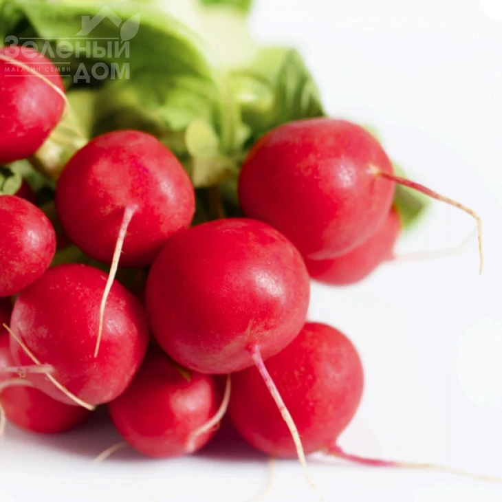 Медисон F1 / Medison F1, 18-23 дней фото 1