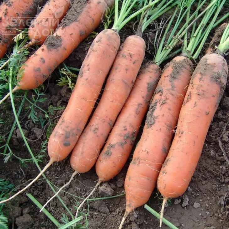 Марион F1 / Marion F1,90-95 дней фото 1