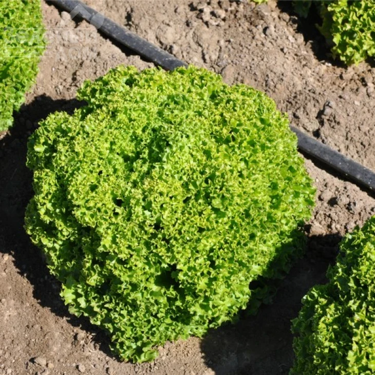 Илема / Ilema фото 2