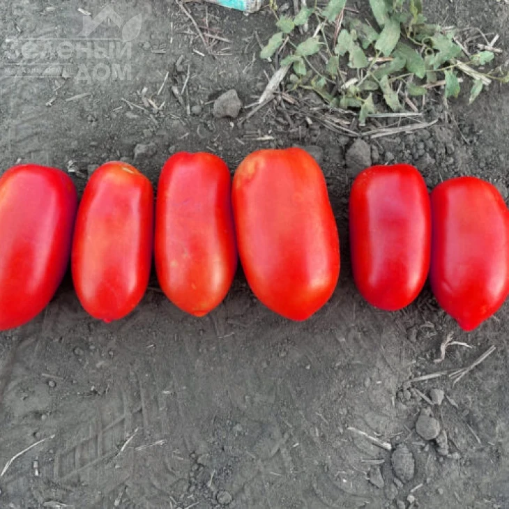 Драй F1 / Dray F1, 95 дней фото 1