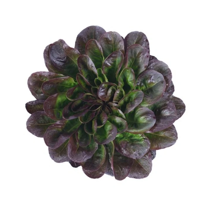 Кли / Klee фото 1