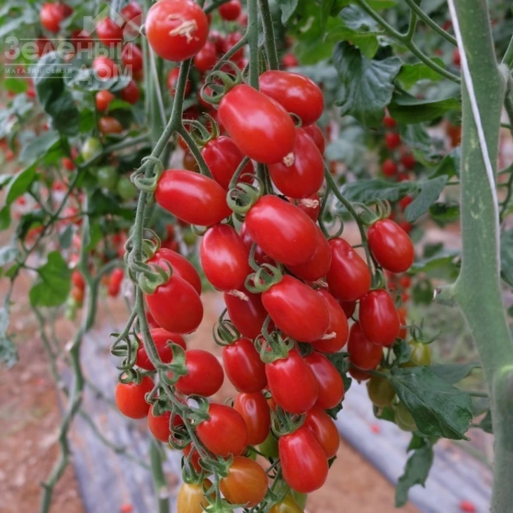 Цуккерино F1 / Zukkerino F1 фото 1