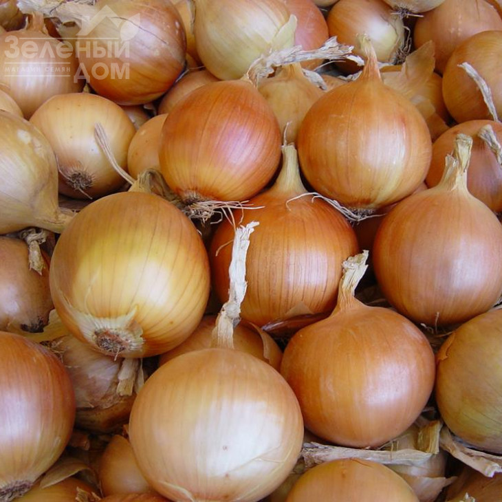 Стартер F1 / Starter F1,100-105 днів фото 1