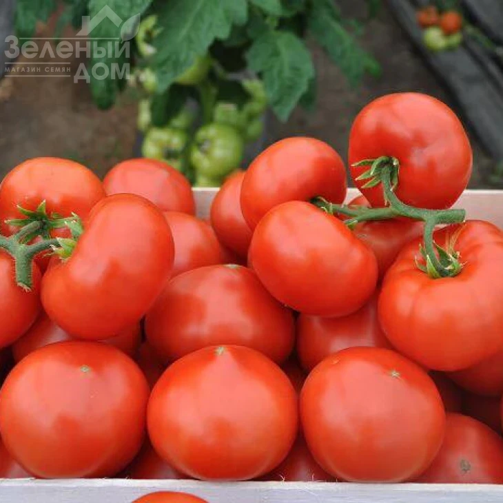 Максин F1 (27614) / Macsin F1 (27614),95-105 дней фото 1