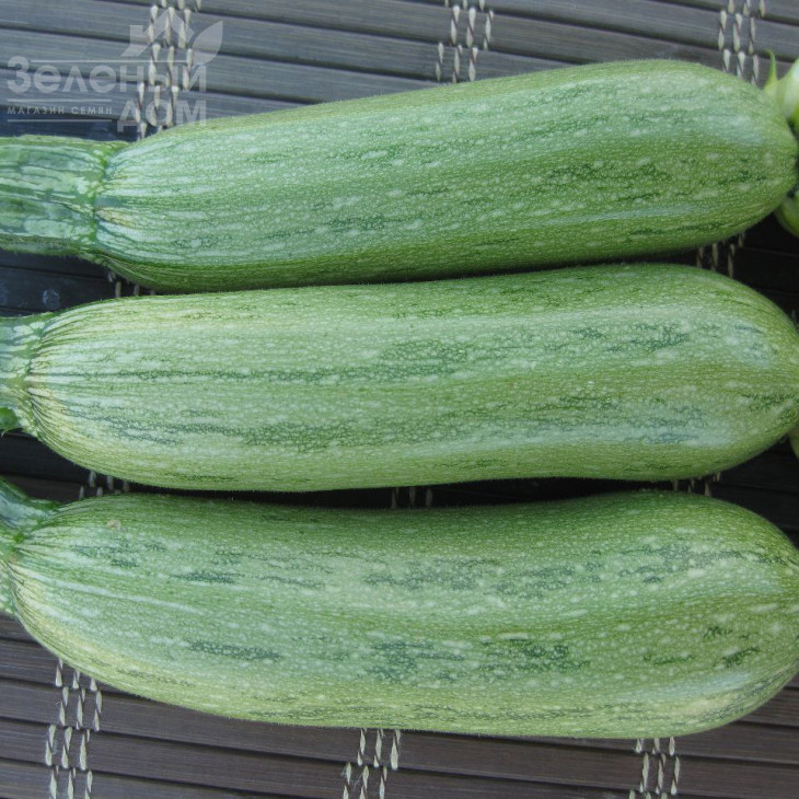 Ларрі (INX 5273) F1 / Larri (INX 5273) F1,40-45 днів фото 2