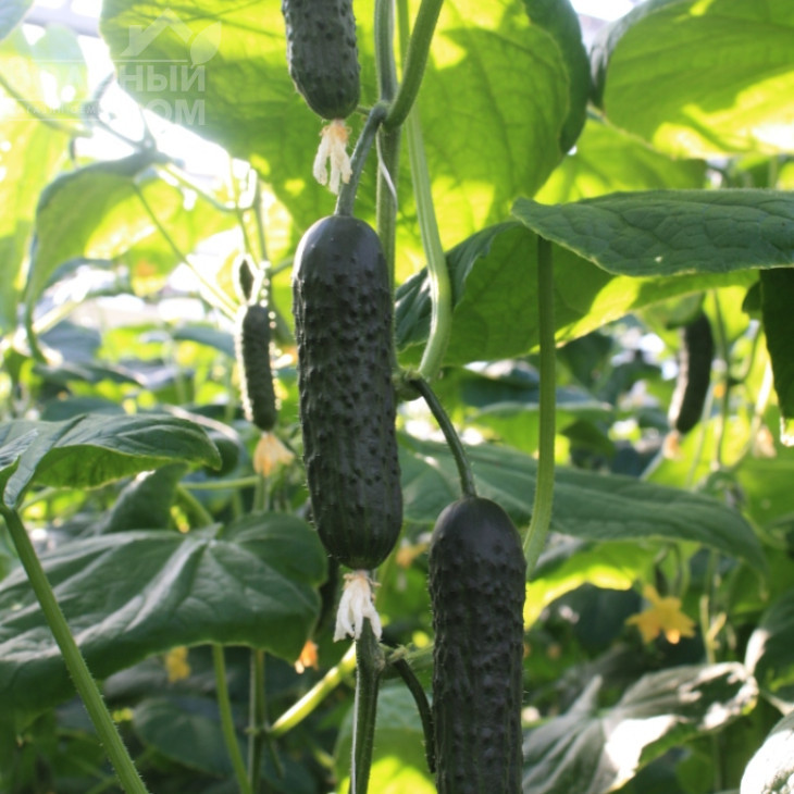 ТС 17-0311 F1 / TS 17-0311 F1 фото 3