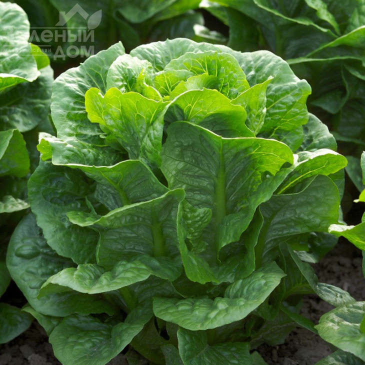 Клаудіус / Claudius фото 1