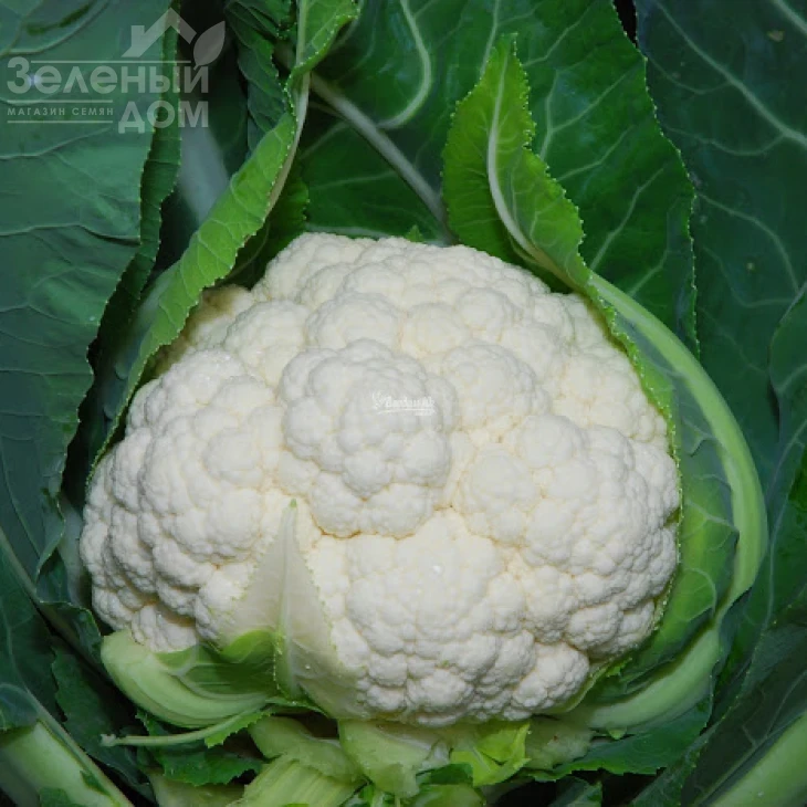 Наутилус F1 / Nautilus F1,70-75 дней фото 1