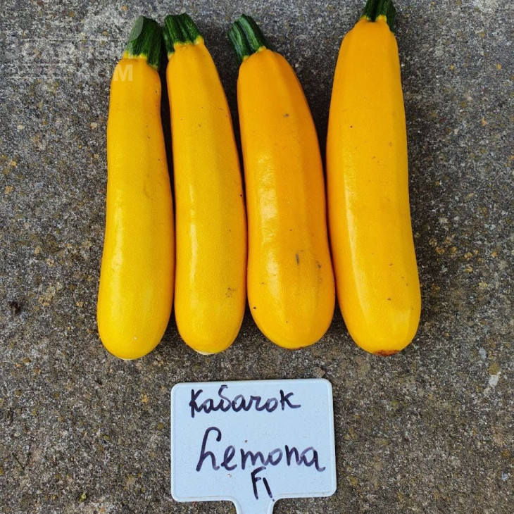 Лемона F1 / Lemona F1, 38-40 днів фото 1