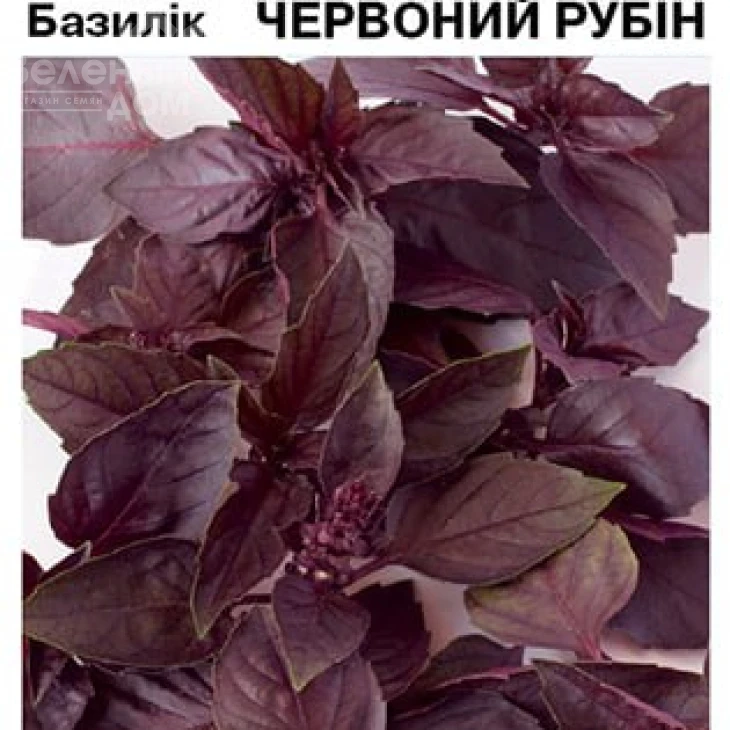 Ред Рубин / Red Rubin  фото 2