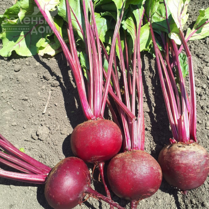 Привілей F1 (CRX 409 F1) / Privelege F1 (CRX 409 F1), 100-105 днів фото 1