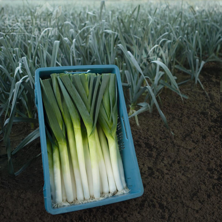 Форрест / Forrest,85-90 днів фото 1