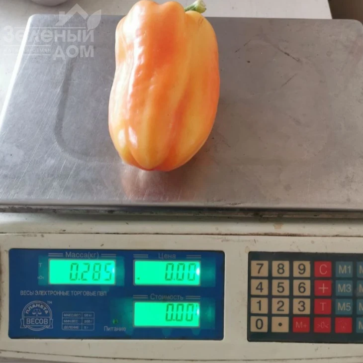 Хеликон F1 / Helikon F1,70-75 дней фото 3