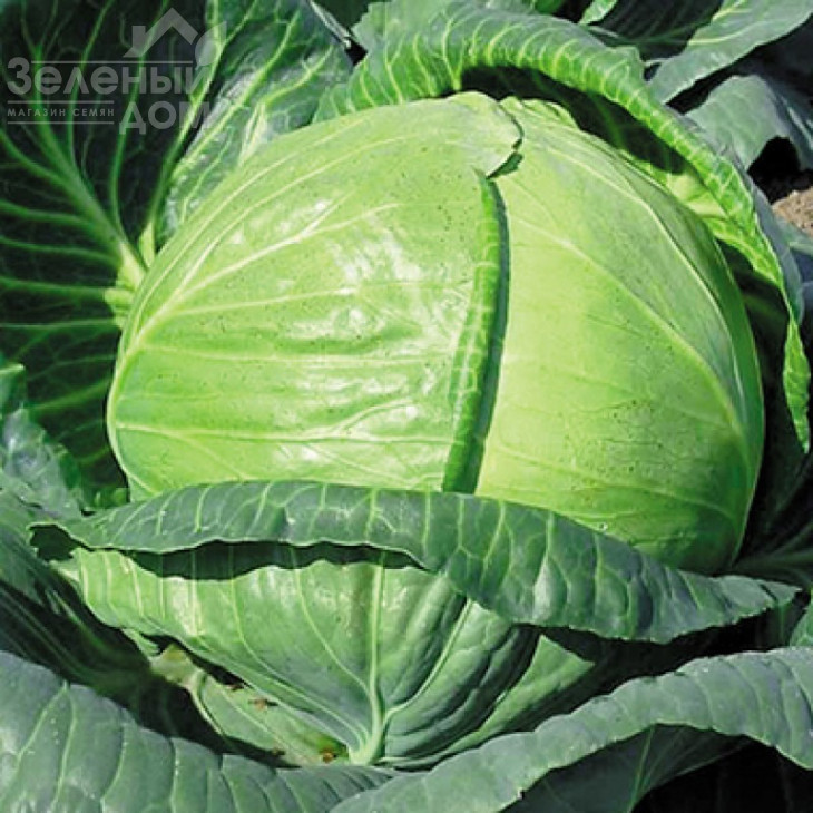 Тобія F1 / Tobia F1,85-90 днів фото 1