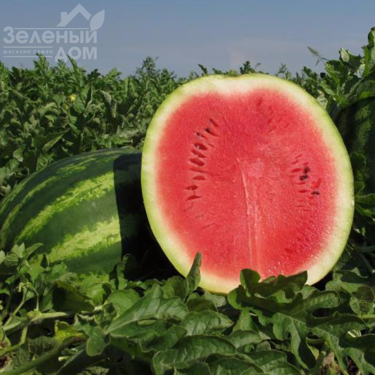 Кримсон Рубі F1 / Cromson Ruby F1,65-70 днів фото 1