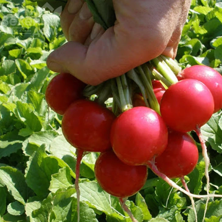 Квинта / Kvinta,25-30 дней фото 1