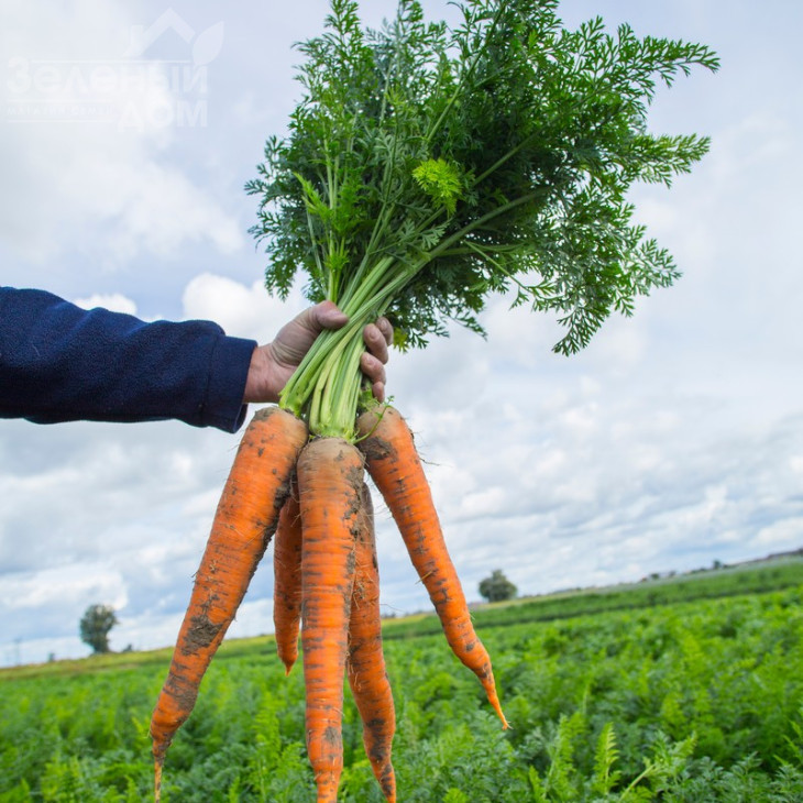 Вармія F1 / Warmia F1,150-160 днів фото 2