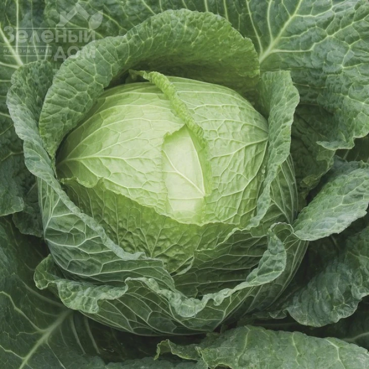 Морама F1 / Morama F1,115-120 дней фото 1