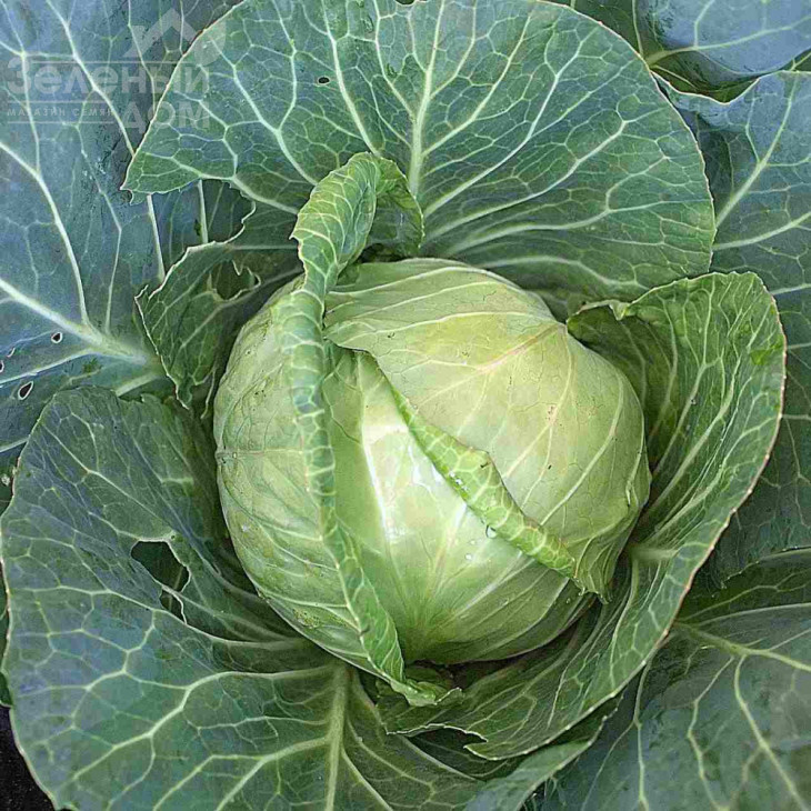 Коріно F1 / Korino F1,80-90 днів фото 1