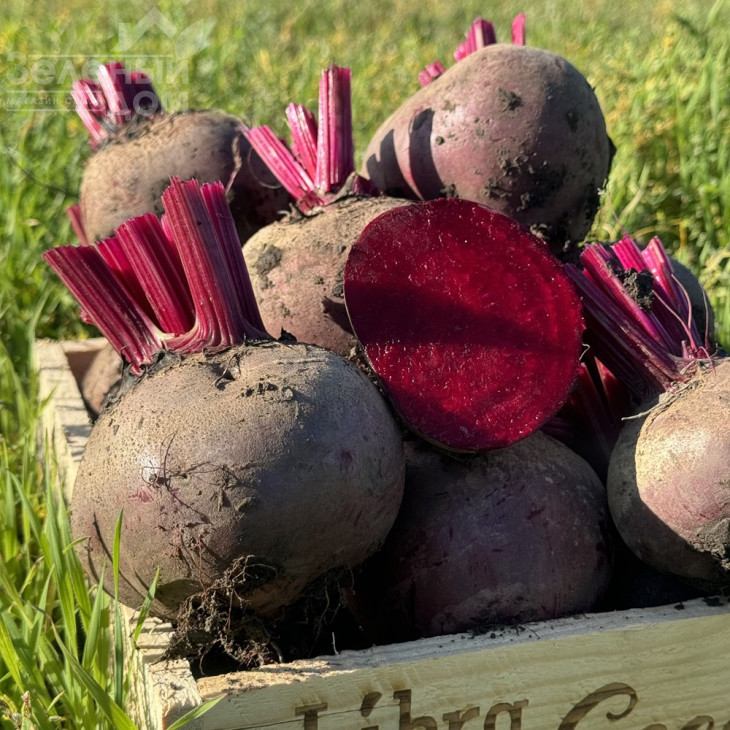 Рубі Бой F1 / Rubi Boy F1, 100-105 днів фото 5