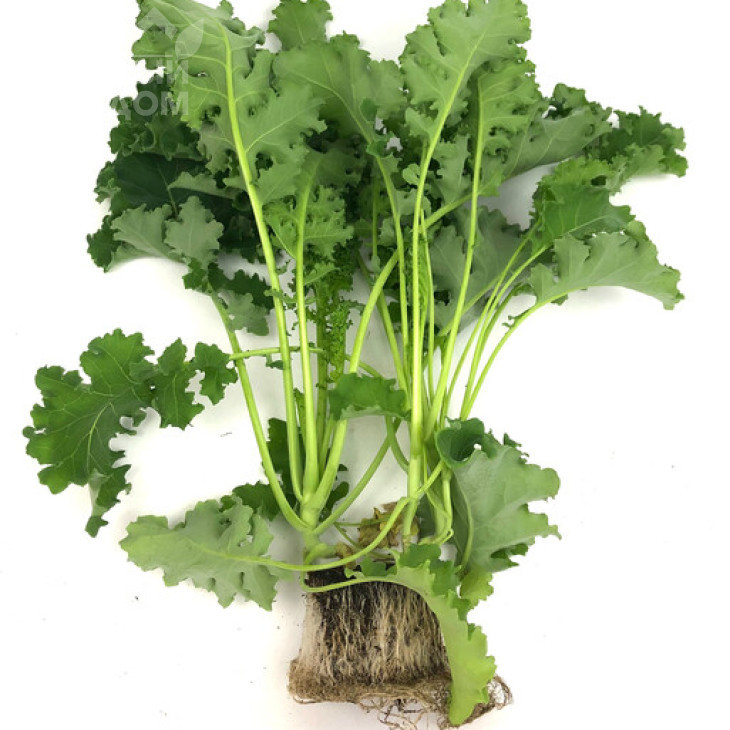 Карілло F1 / Karillo F1, 45-75 днів фото 2