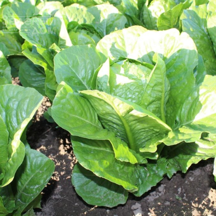 Яра / Jara фото 3