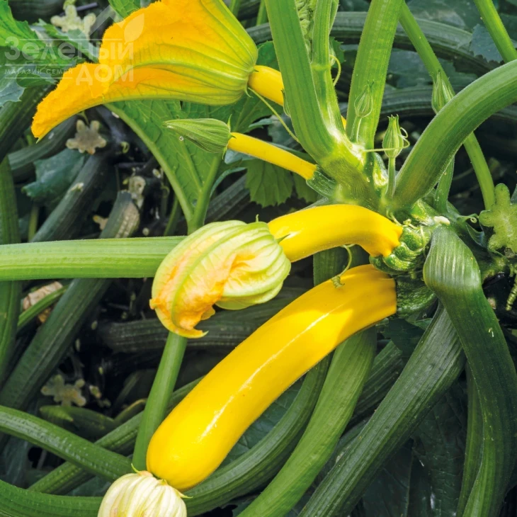 Голден Глори F1 / Golden Glory F1,42-45 дней фото 1