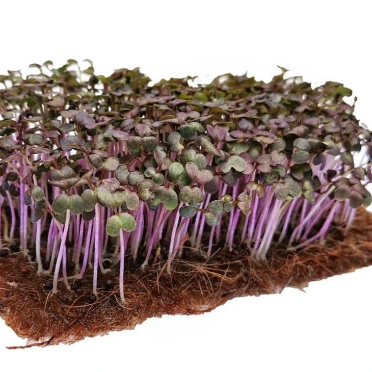 Мікрогрін Гірчиця червона / Microgreen Mustard red фото 1