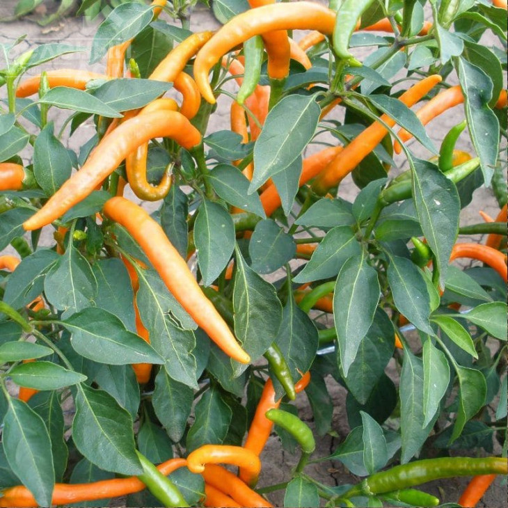 Кіліан / Kilian, 70-80 днів фото 1