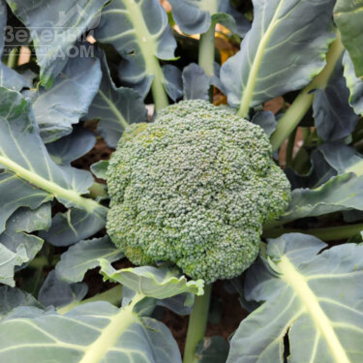 Трібека F1 / Trybeka F1, 70-75 днів фото 2