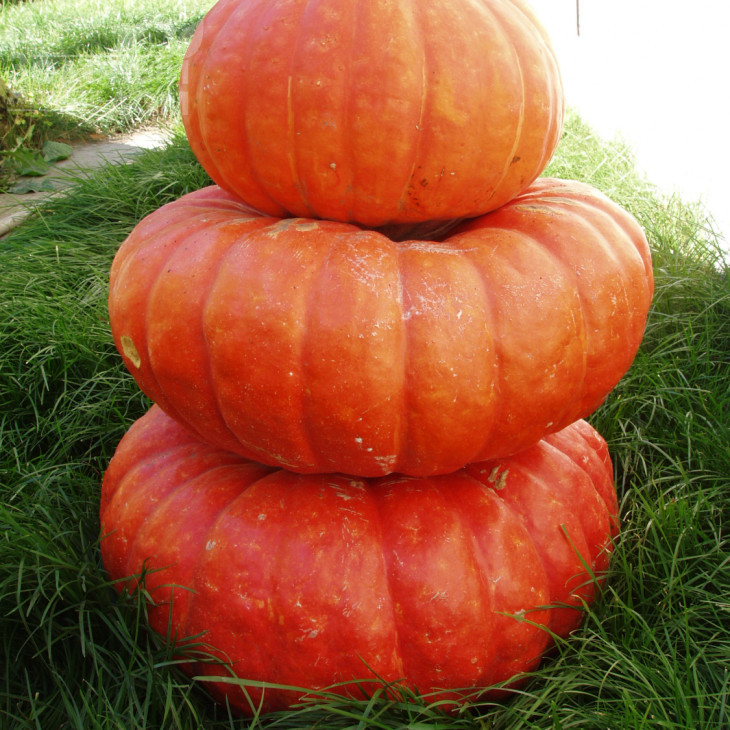 Руж віф де Тамп / Rouge vif D'etampe,110-115 днів фото 5